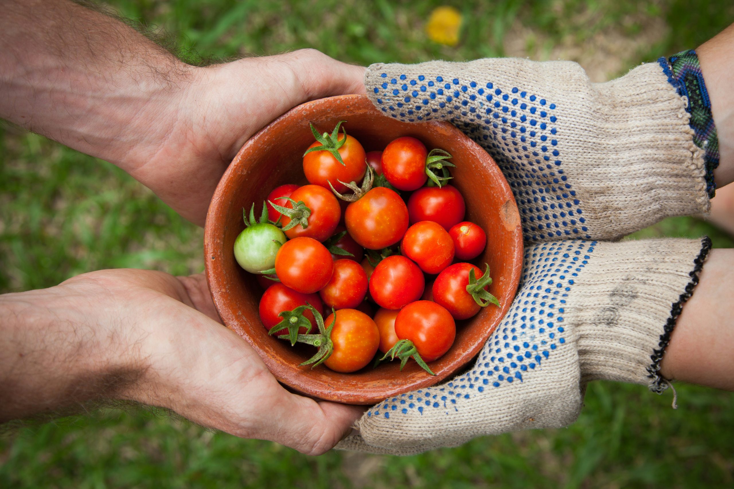 two pairs of hands holding a bowl of cherry tomatoes