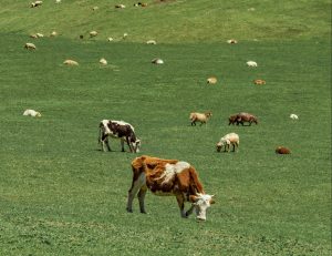 cows grazing in a field