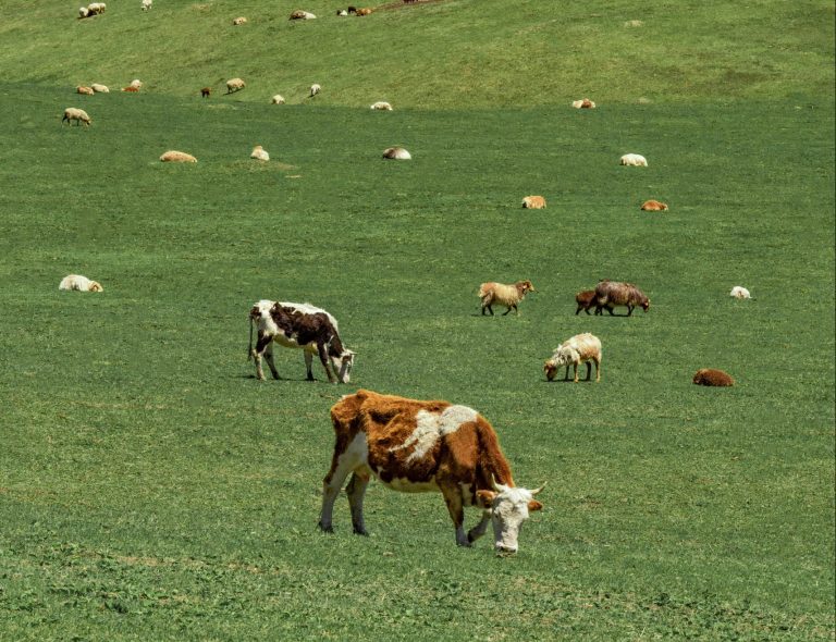 cows grazing in a field