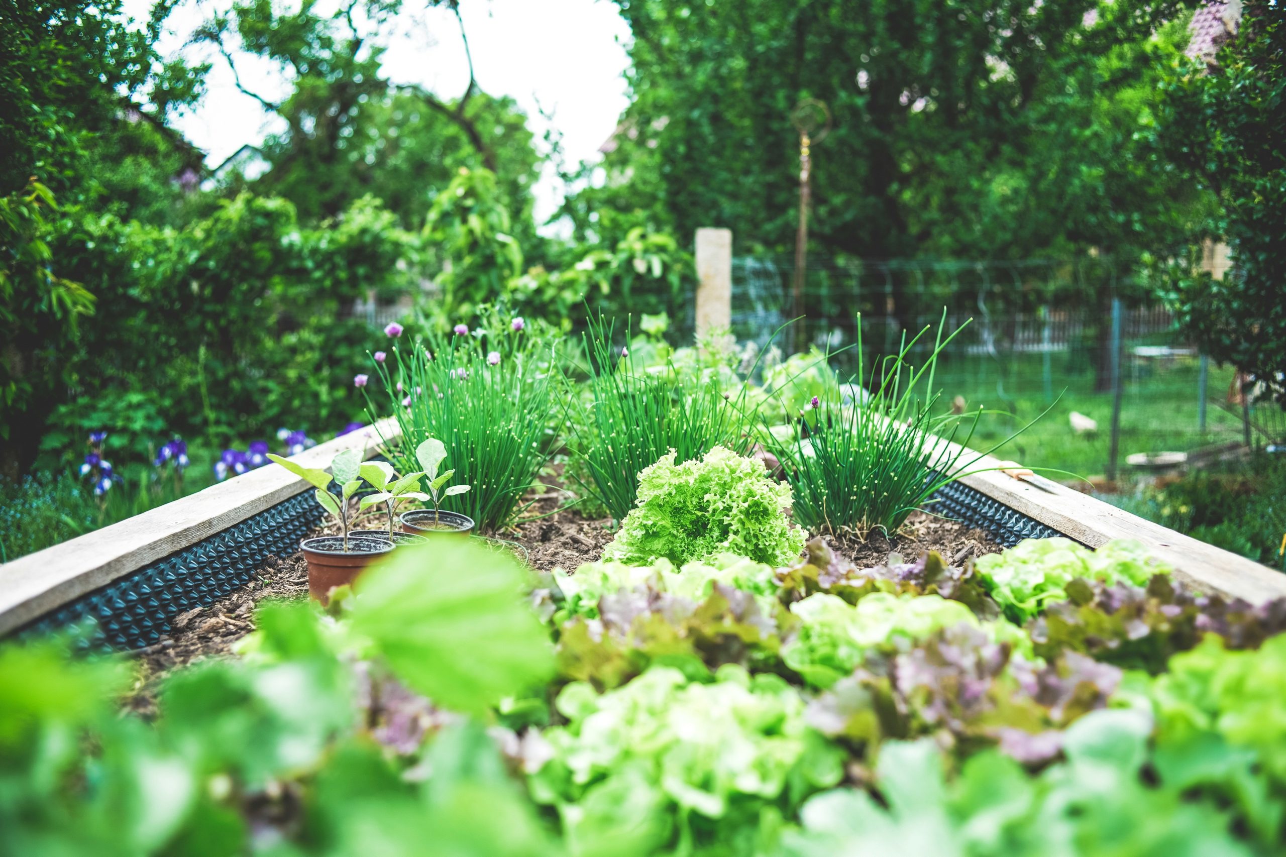 an herb garden in a wooden box with lettuces coming out