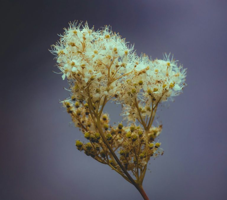 The Benefits of Growing Heritage Plants